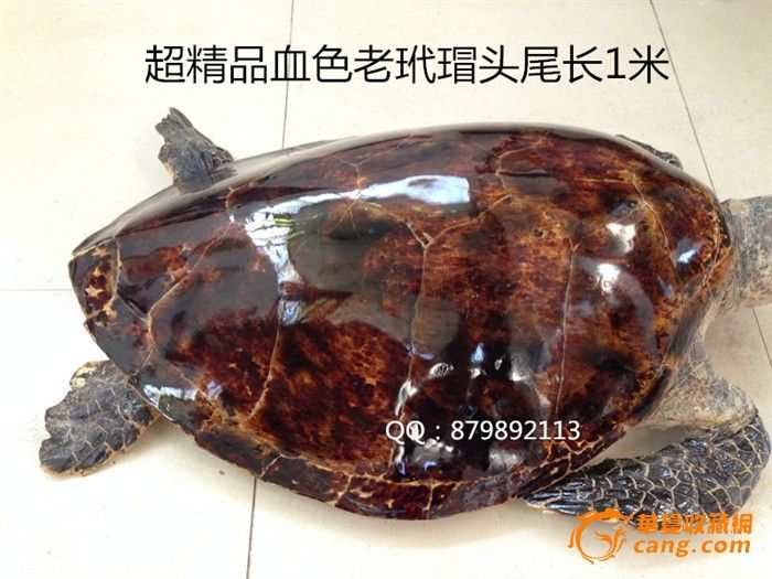 玳瑁背甲壳图片