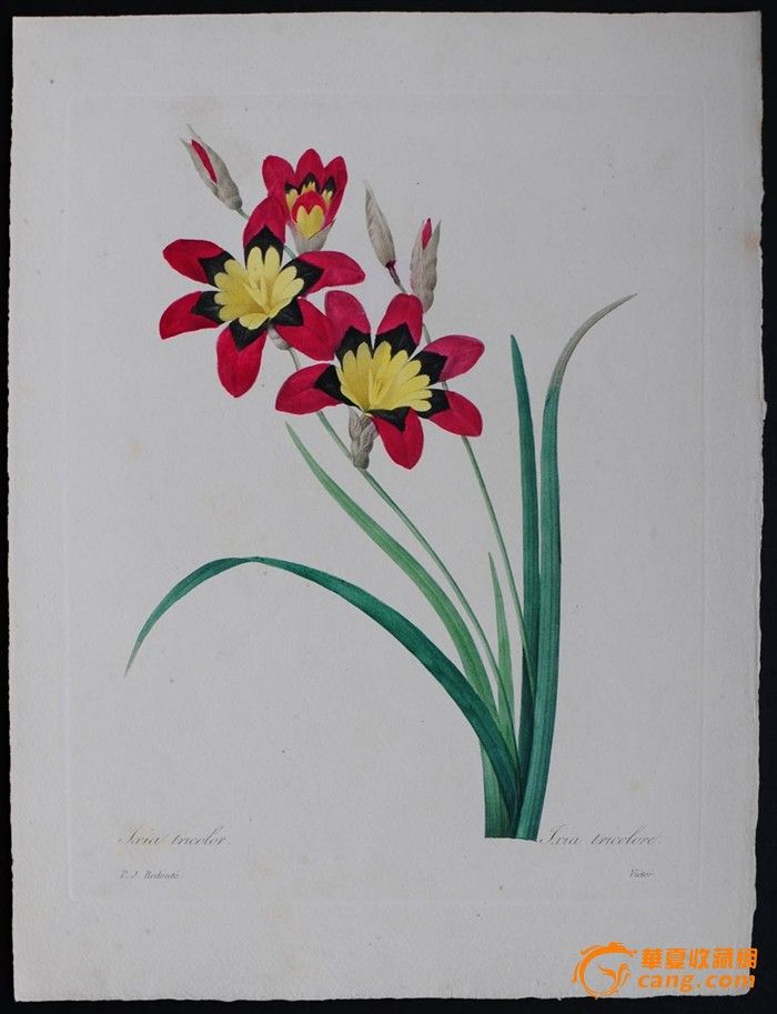 1833年艺术巨匠雷杜德花卉圣经铜版画IXIA_1