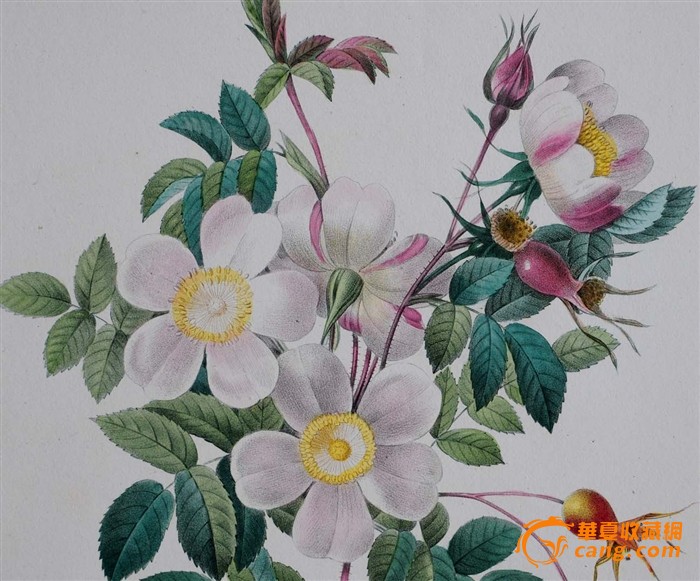 1833年艺术巨匠雷杜德花卉圣经铜版画玫瑰C_
