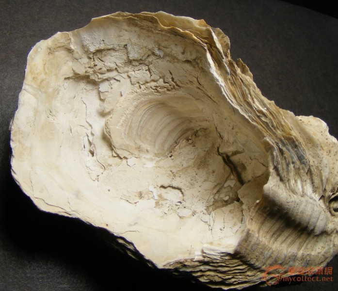杭州挖瓷片出土的远古砗磲贝壳化石(研究收藏不错)