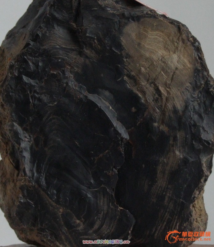 极品黑色树化石图片
